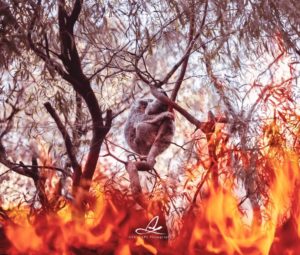 Read more about the article Koalas are killed by Bush fire