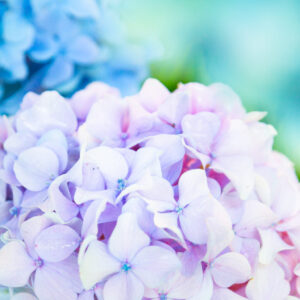 Read more about the article Hydrangea 2020